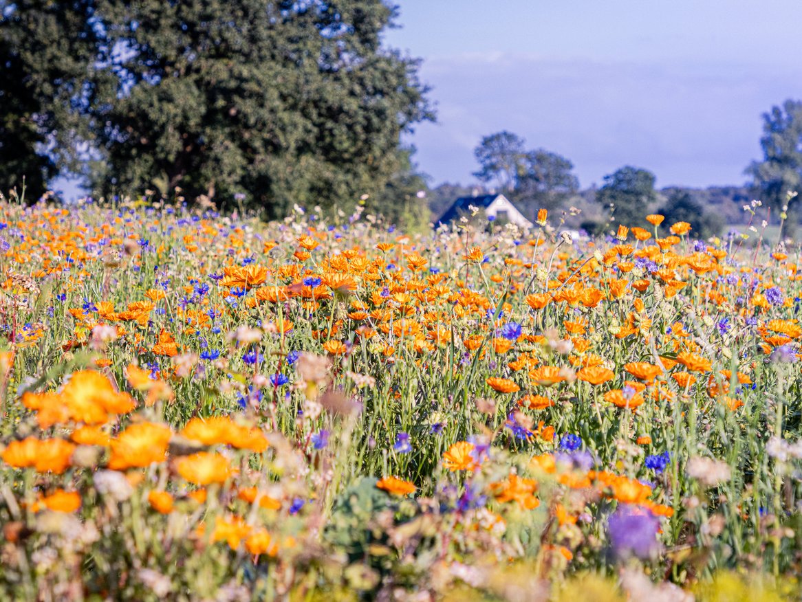 Ein buntes Wildblumenfeld mit orangefarbenen, lila und blauen Blüten erstreckt sich in die Ferne, mit Bäumen und einem Haus im Hintergrund, ein Bild natürlicher Schönheit und Artenvielfalt.