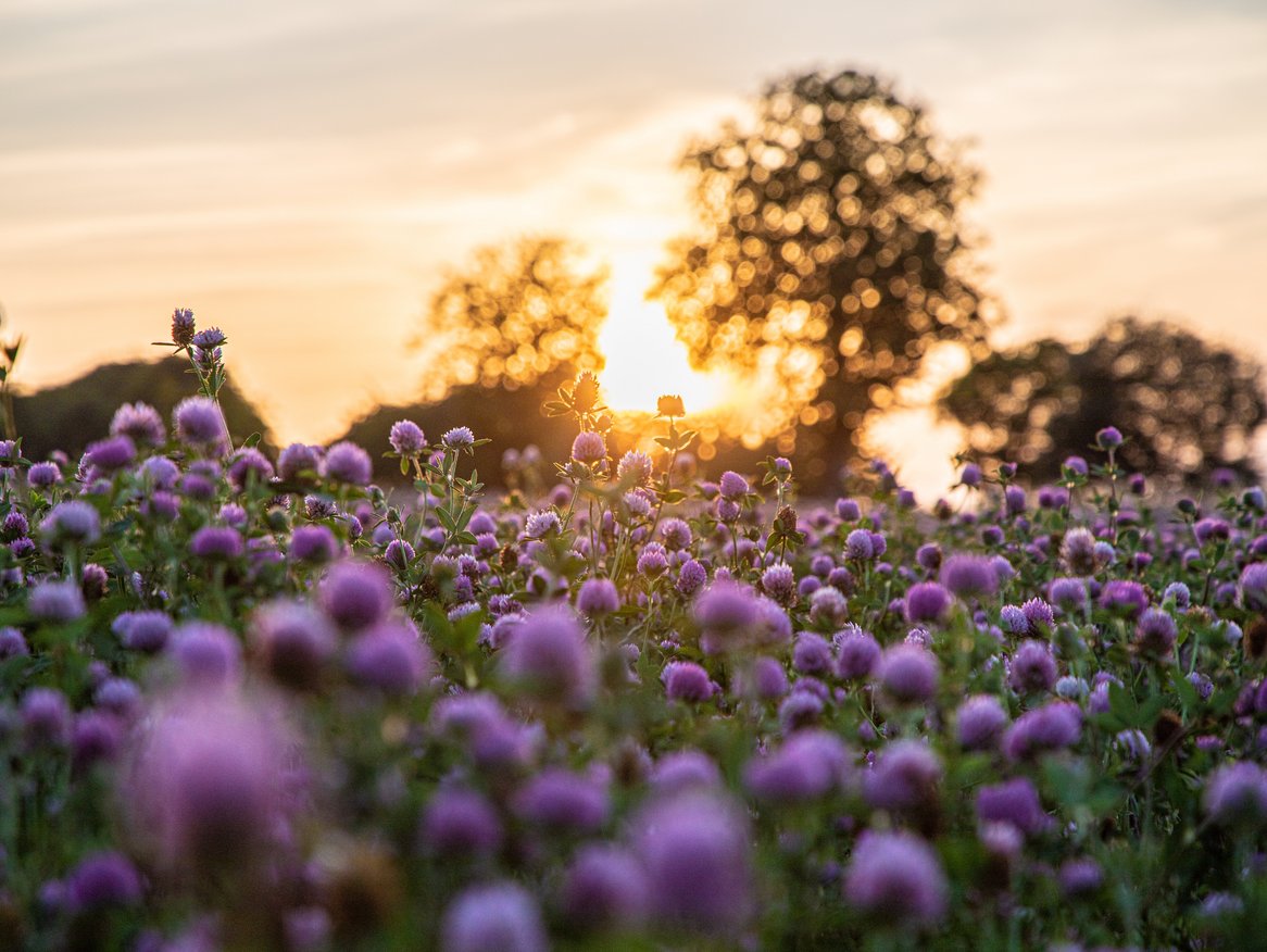 Ein Feld voller lila Blumen bei Sonnenuntergang, mit einem Baum, der sich inmitten der blühenden Pracht abzeichnet. Das goldene Licht der untergehenden Sonne verleiht der Szene eine ruhige und malerische Atmosphäre.