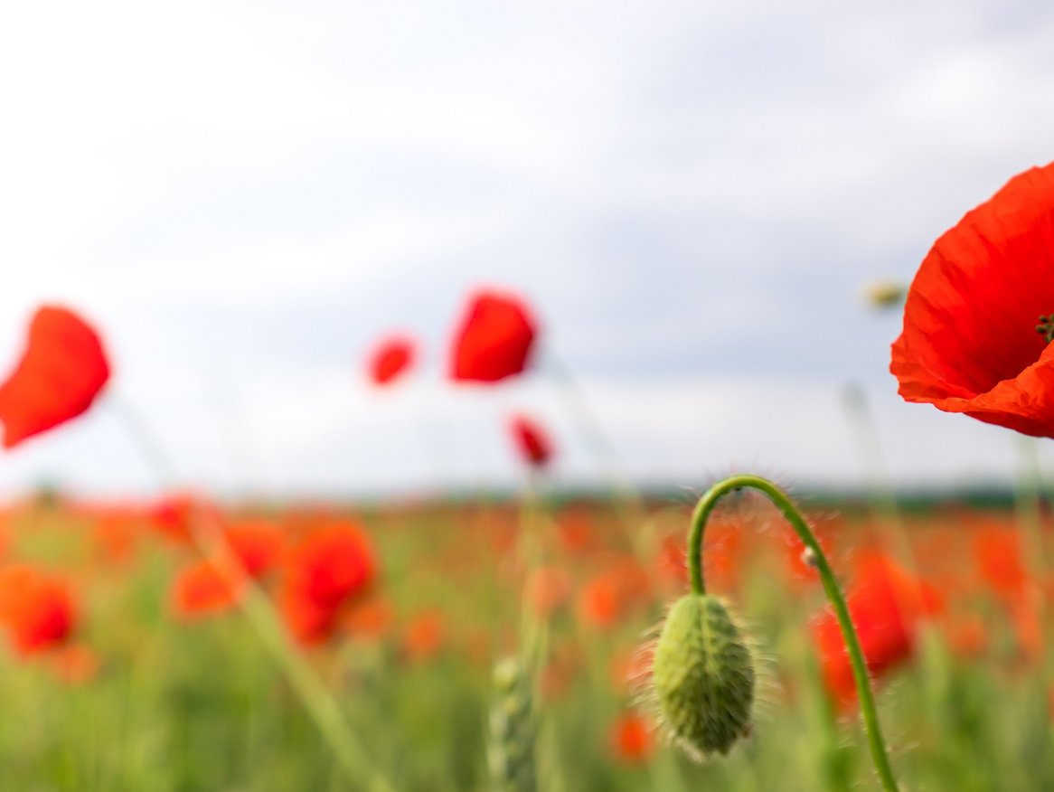 Ein lebendiges Feld voller roter Mohnblumen unter einem bedeckten Himmel, mit einem Fokus auf die Blüten im Vordergrund und einem sanften Übergang in die Unschärfe nach hinten, in einem Panoramaformat.