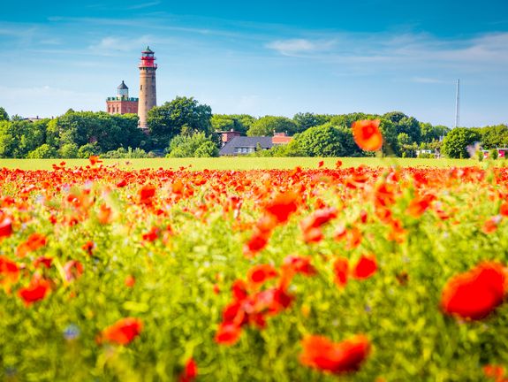 Mohnfeld auf der Insel Rügen.