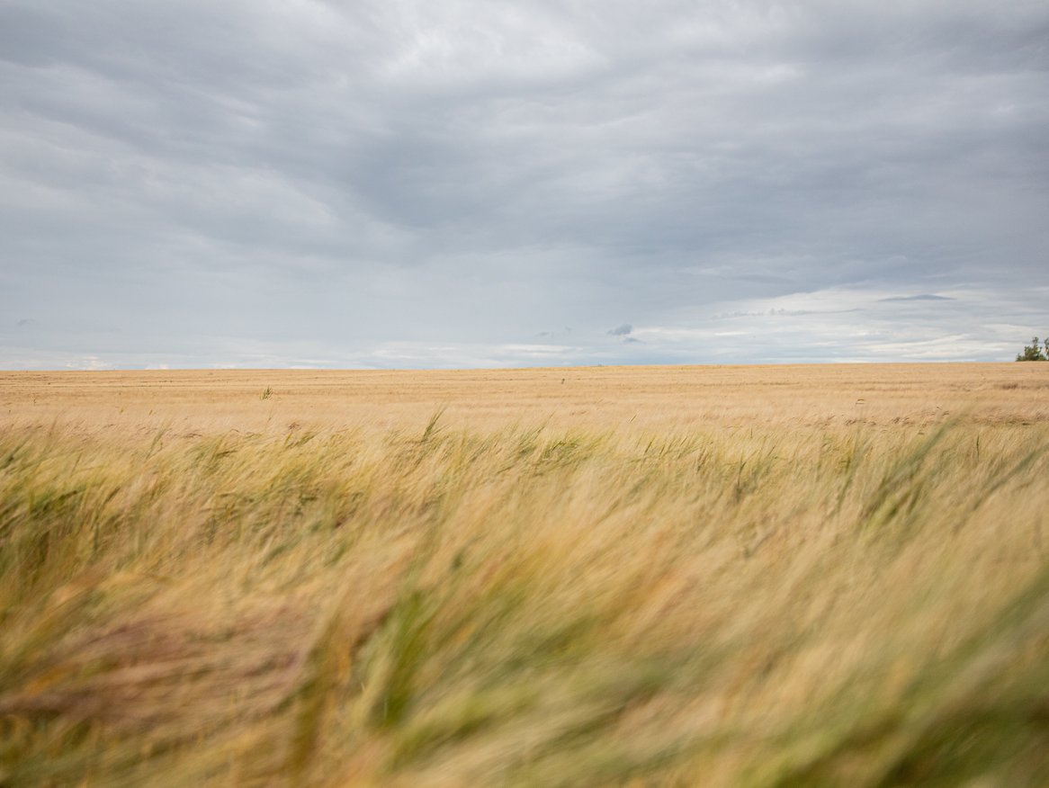  Das Bild zeigt eine weite, offene Landschaft mit einem Feld von goldenem Weizen, das sich unter einem dramatischen, bewölkten Himmel erstreckt. Die Textur des Weizens ist durch den Wind leicht gewellt, was ein Gefühl von Bewegung vermittelt. Am Horizont ist eine Baumlinie sichtbar, die den Blick auf die Unendlichkeit der Natur lenkt.