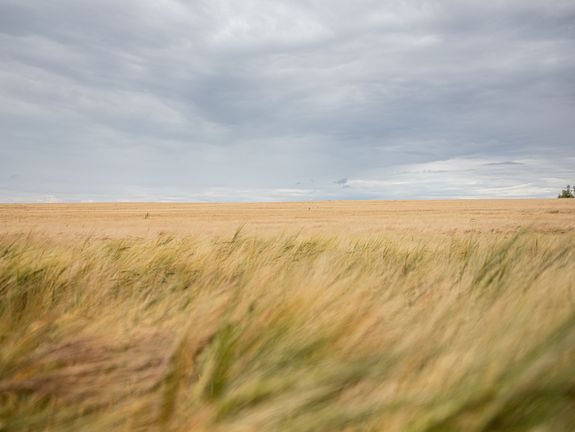  Das Bild zeigt eine weite, offene Landschaft mit einem Feld von goldenem Weizen, das sich unter einem dramatischen, bewölkten Himmel erstreckt. Die Textur des Weizens ist durch den Wind leicht gewellt, was ein Gefühl von Bewegung vermittelt. Am Horizont ist eine Baumlinie sichtbar, die den Blick auf die Unendlichkeit der Natur lenkt.