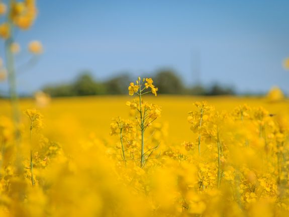 Ein Rapsfeld in voller Blüte, mit einem Schwerpunkt auf einem einzelnen Zweig im Vordergrund und einem verschwommenen Hintergrund, unter einem klaren blauen Himmel.