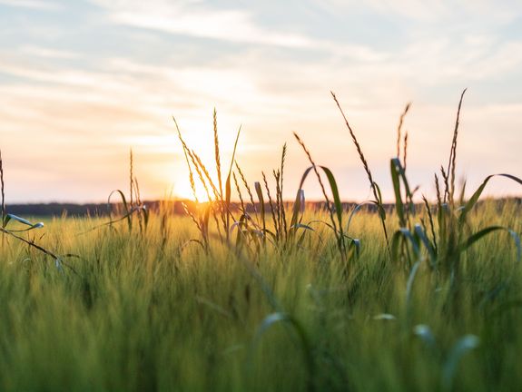 Sonnenuntergang am Feldrand