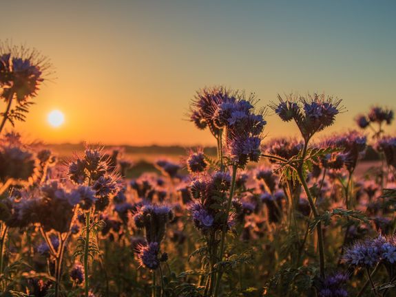 Das Bild zeigt ein malerisches Feld voller wilder Blumen bei Sonnenuntergang. Der Himmel ist in warme Orangetöne getaucht, die die Szenerie in ein sanftes, einladendes Licht hüllen. Die Blumen, insbesondere die prominenten lila Blüten im Vordergrund, sind detailliert und scheinen im Gegenlicht der untergehenden Sonne zu leuchten, was eine ruhige und verträumte Atmosphäre schafft.