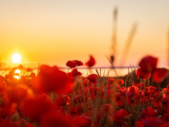 Mohnfeld mit Sonnenuntergang