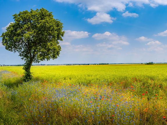 Stadtwerke Stralsund – Nachhaltige Energie- und Infrastrukturprojekte für die Zukunft von Stralsund und Vorpommern-Rügen.