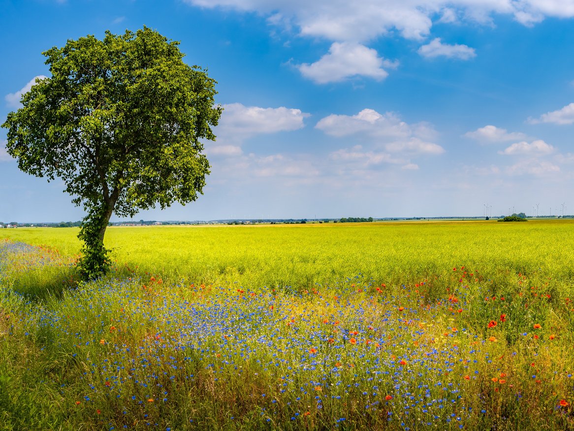 Ein einsamer Baum steht im Mittelpunkt dieser weitläufigen Landschaft, umgeben von einem Meer aus gelben Blüten unter einem blauen Himmel mit leichtem Wolkenschleier. Diese idyllische Szene vermittelt Ruhe und die weite Offenheit der Natur.