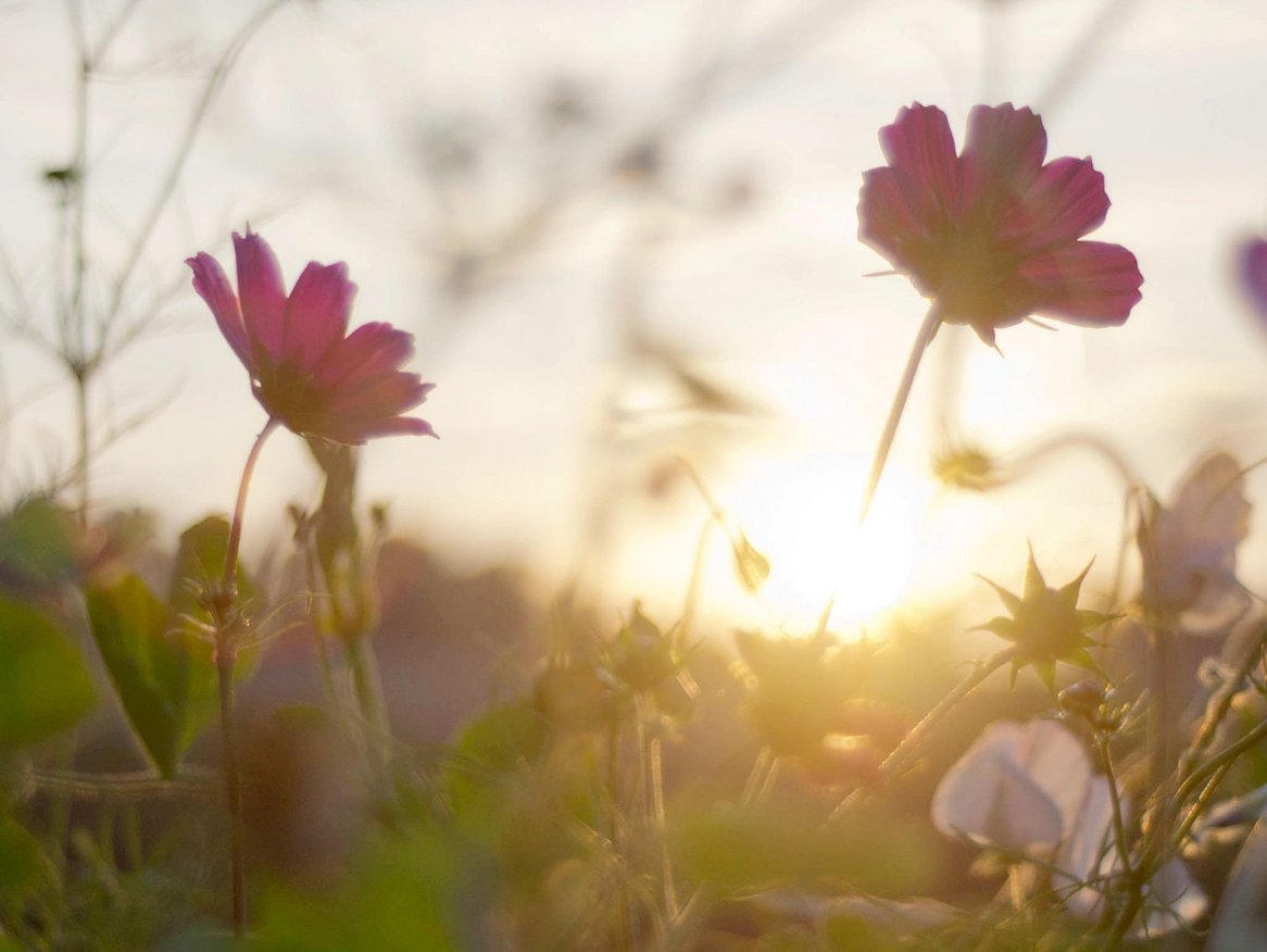 Blumen in der Abenddämmerung mit einem leuchtenden Sonnenuntergang im Hintergrund, was für ein ruhiges, poetisches Ende des Tages steht. Die Perspektive aus der Nähe des Bodens verleiht ein Gefühl von Eintauchen in die Natur.