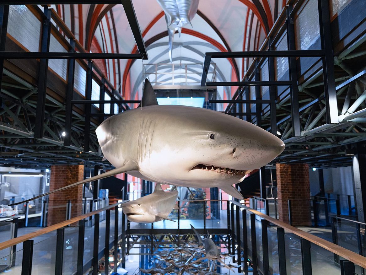 Das Meeresmuseum Stralsund nach der Wiedereröffnung 2024.