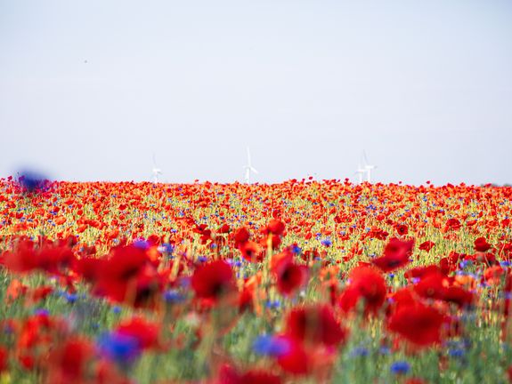 Blumenwiese Mohnfeld