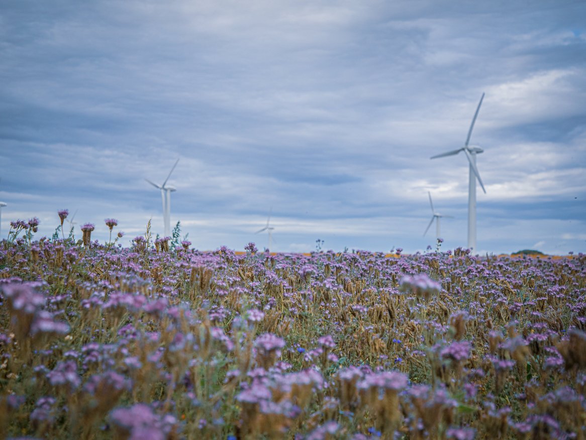 Ein weites Feld voller violetter Blüten mit Windrädern, die im Hintergrund gegen den bewölkten Himmel ragen. Die Kombination von Wildblumen und Windenergieanlagen symbolisiert erneuerbare Energie und den Respekt vor der Natur.