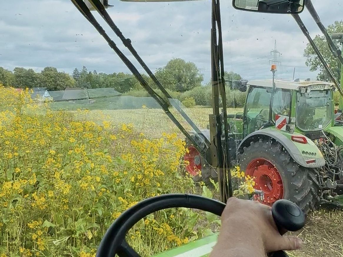 Siliphie Ernte der SWS Natur GmbH in Vorpommern-Rügen
