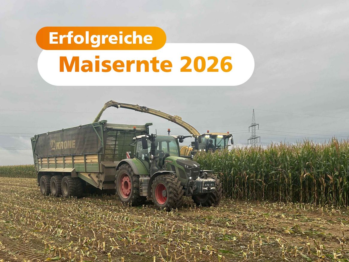 Der Landwirt im Traktor bringt die Maisernte der Stadtwerke Stralsund ein.