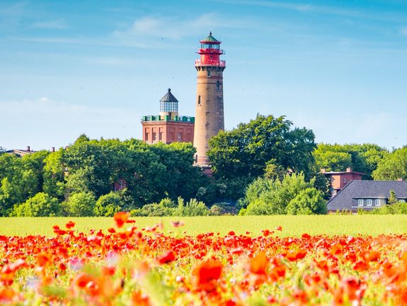 Blühende Mohnfelder auf der Insel Rügen 