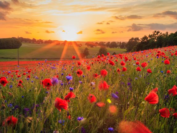 Eine malerische Ansicht eines Blumenfeldes mit roten Mohnblumen und vereinzelten violetten Blüten bei Sonnenuntergang, wobei die tief stehende Sonne das Feld in ein goldenes Licht taucht.