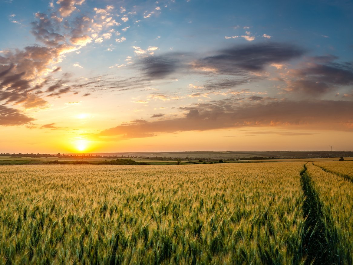 Ein ausgedehntes, goldenes Getreidefeld bei Sonnenuntergang mit einem dramatischen Himmel, durchzogen von einem Traktorweg, der in die Ferne führt. Panoramaaufnahme, die die Weite der Szene betont.