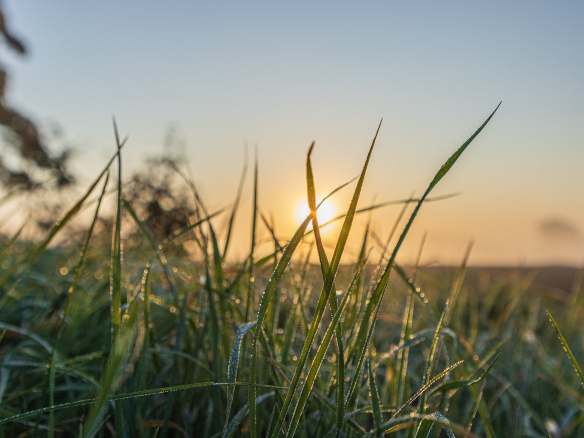 Ein Blick durch hohes Gras bei Sonnenaufgang oder Sonnenuntergang, mit funkelnden Tau auf den Halmen und einem warmen, goldenen Himmel im Hintergrund.