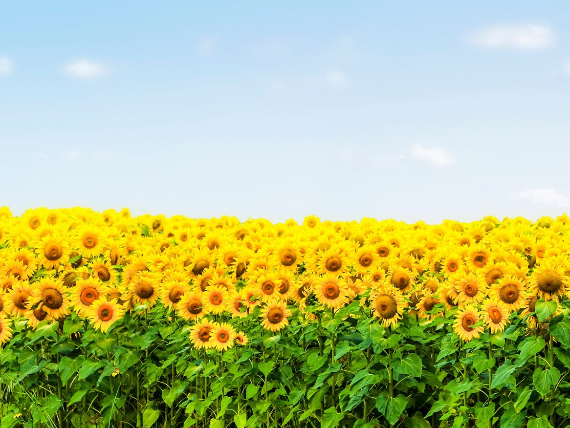 Ein endloses Feld von leuchtenden Sonnenblumen unter einem klaren blauen Himmel, eine Szene, die die Pracht des Sommers und die Schönheit der Natur einfängt.