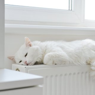 Ein weißer, flauschiger Kater genießt ein Nickerchen auf einer hellen Fensterbank. Das friedliche Bild betont die Ruhe und Gelassenheit, die Haustiere in einem Zuhause bringen können.
