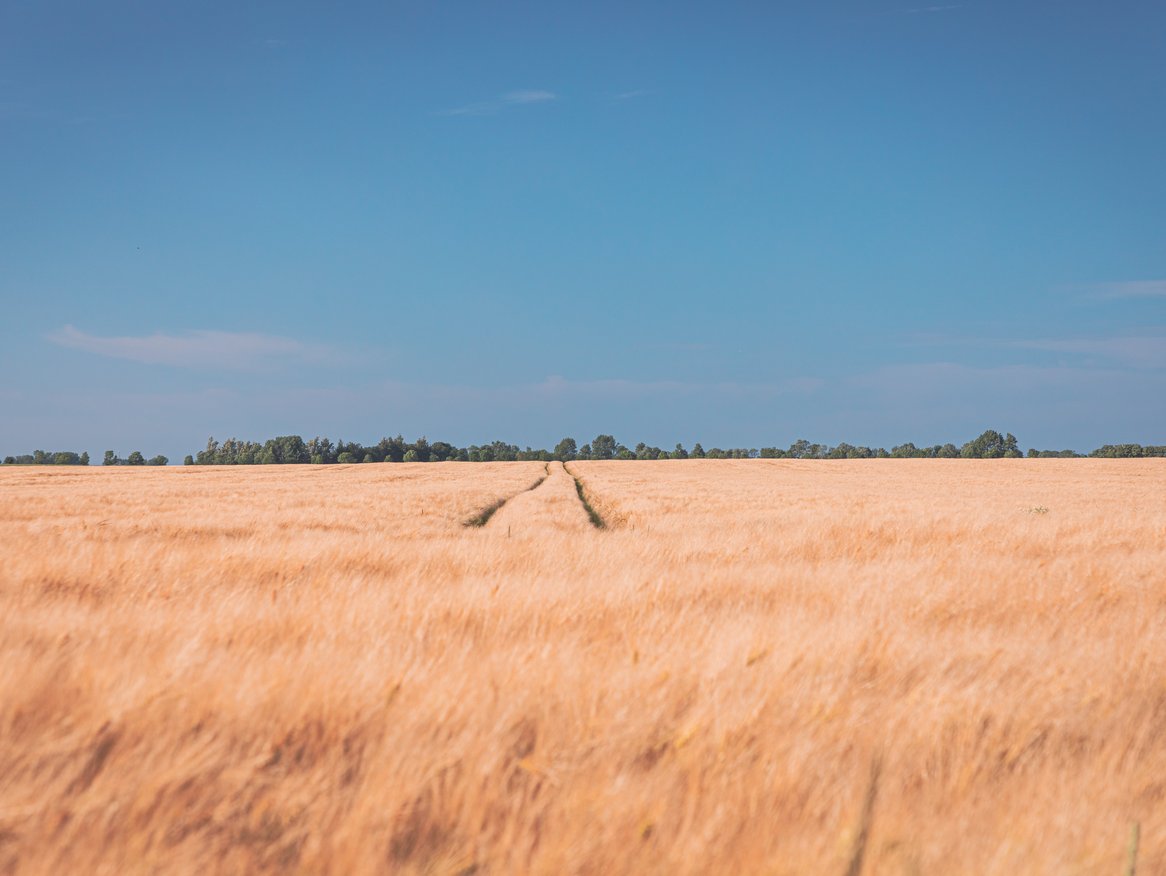  Ein weitläufiges Weizenfeld erstreckt sich bis zum Horizont unter einem klaren Himmel. Die Spuren im Feld führen das Auge durch die goldene Landschaft, was Ruhe und Weite ausstrahlt.