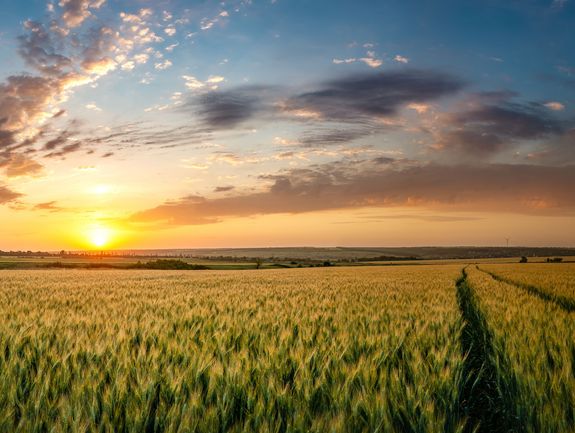 Ein ausgedehntes, goldenes Getreidefeld bei Sonnenuntergang mit einem dramatischen Himmel, durchzogen von einem Traktorweg, der in die Ferne führt. Panoramaaufnahme, die die Weite der Szene betont.